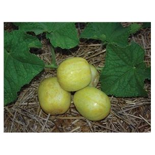 Uhorka Lemon