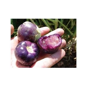 Tomatillo purple