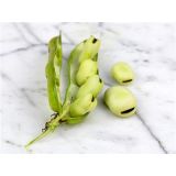 Bôb - Aquadulce fava