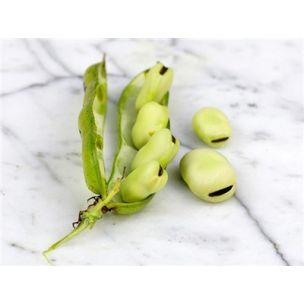 Bôb - Aquadulce fava