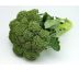 Brokolica Calabrese
