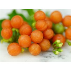 Otricoli Orange Berry