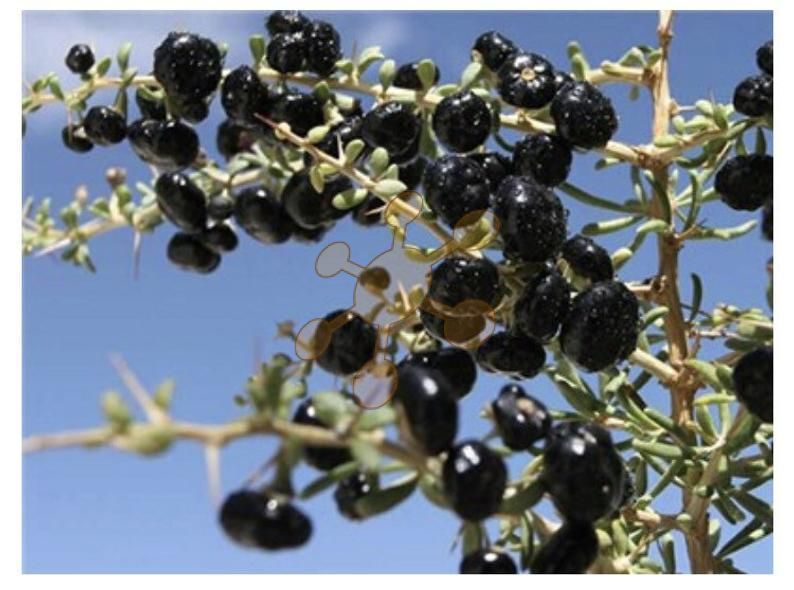 bioekologic Novinky 2020 !!! Goji čierne Kustovnica Čínska c