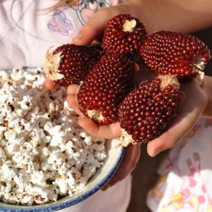 Kukurica Jahodový Popcorn