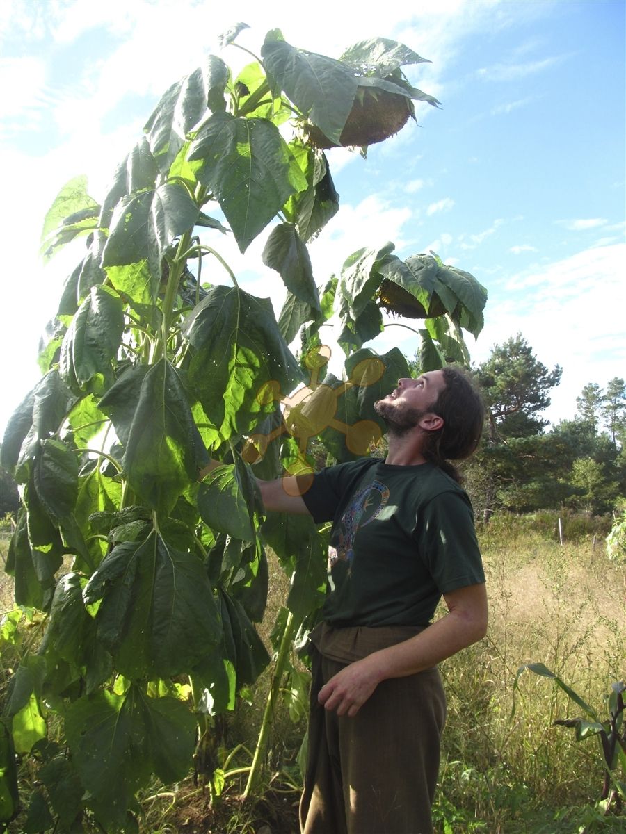 bioekologic Novinky 2021 !!! Slnečnica Ruský Mamut n