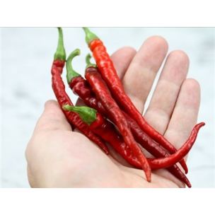Paprika Cayenne long thin - priesada