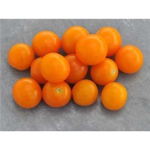 Paradajka Sungold select II - priesda