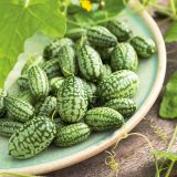 Cucamelon - priesada