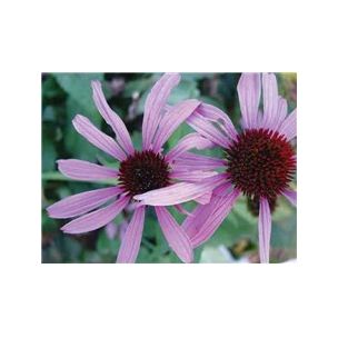 Echinacea purpurea - priesada