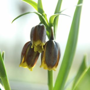 Fritillaria uva-vulpis