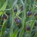 Fritillaria uva-vulpis