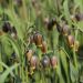 Fritillaria uva-vulpis