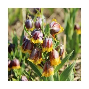 Fritillaria - michailovskyi