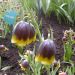 Fritillaria - michailovskyi