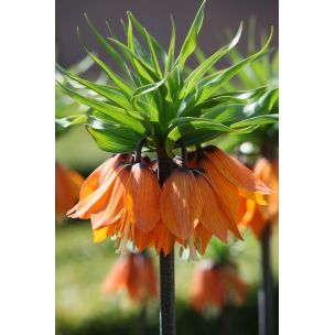 Fritillaria - Garland Star