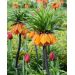 Fritillaria - Garland Star