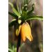 Fritillaria - Early Dream