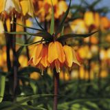 Fritillaria - Early Dream