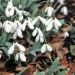 Snežienka obrovská - Galanthus elwesii