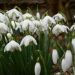 Snežienka plnokvetá -Galanthus nivalis