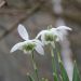 Snežienka plnokvetá -Galanthus nivalis