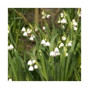 Leucojum aestivum - Bleduľa letná