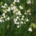 Leucojum aestivum - Bleduľa letná