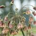 Nectaroscordum siculum - Bulharský cesnak