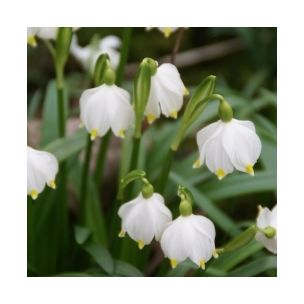 Leucojum vernum - Bleduľa jarná