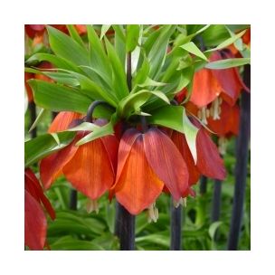 Fritillaria - Rubra