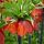 Fritillaria - Rubra