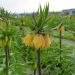 Fritillaria - Paradise Beauty