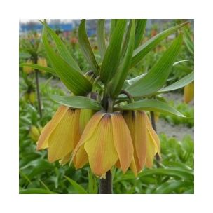 Fritillaria - Paradise Beauty