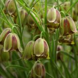 Fritillaria acmopetala - Korunkovka