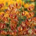 Lilium martagon - Arabian Knight