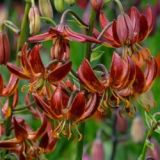 Lilium martagon - Arabian Knight