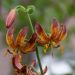 Lilium martagon - Arabian Knight