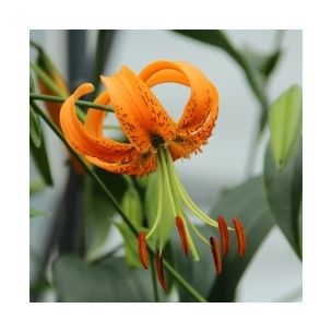 Lilium henryi