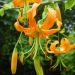 Lilium henryi