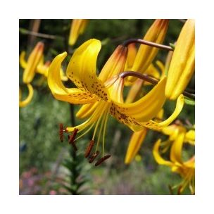 Lilium leichtlinii