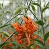 Lilium lancifolium - Flore pleno