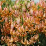 Lilium martagon - Fairy Morning