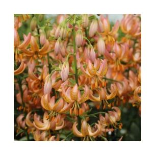 Lilium martagon - Fairy Morning