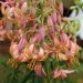 Lilium martagon - Fairy Morning