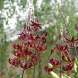 Lilium martagon - Claude Shride