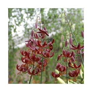 Lilium martagon - Claude Shride