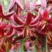 Lilium martagon - Claude Shride