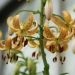 Lilium martagon - Guinea Gold
