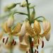 Lilium martagon - Guinea Gold