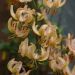 Lilium martagon - Guinea Gold